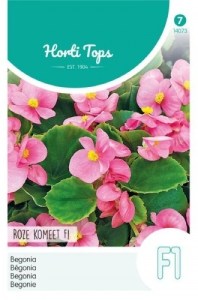 14073 begonia ruzova Roze komeet_500x500